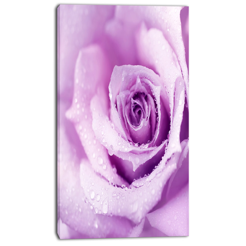 Purple Wet Rose Canvas Print with Wood Frame