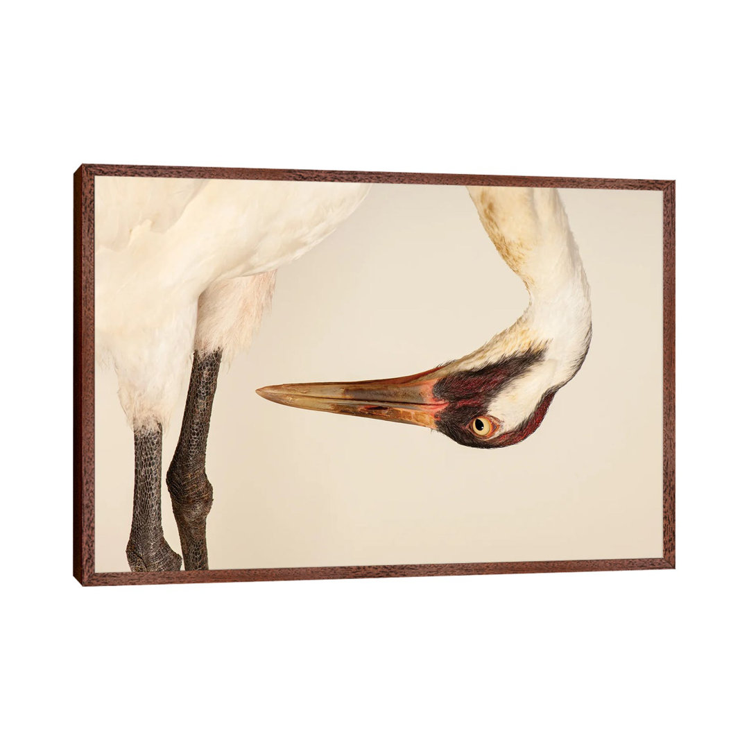 SaraThe Endangered And Federally Endangered Whooping Crane At The Audubon Center Research Center by Joel Sartore - Galle...