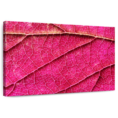 Pink Leaf Vein