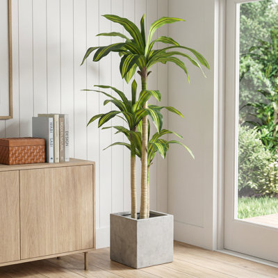 Arbre de dracaena artificiel 5 pi en pot noir, décor de plante d'intérieur réaliste