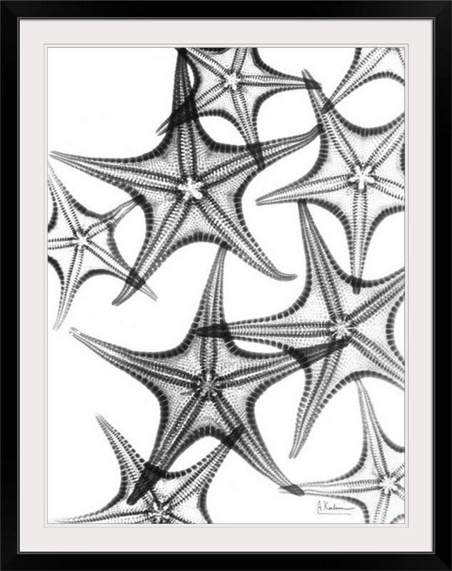 «X-Ray Starfish 'Starfish III X-Ray» par Albert Koetsier, reproduction de photo, H 32 po x l 26 po x P 1 po, Cadre noir