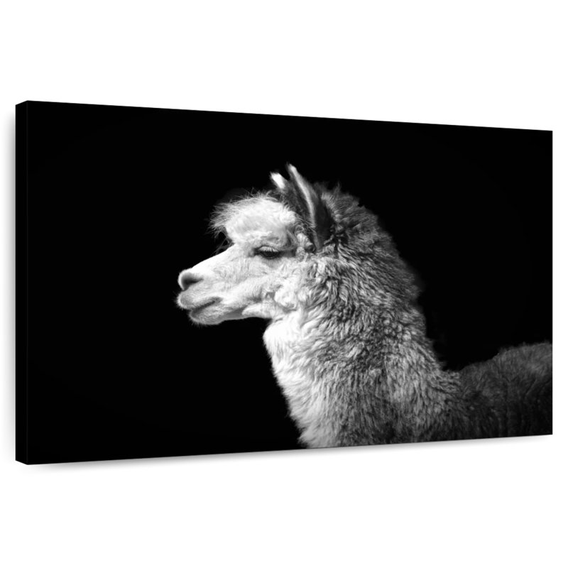 Brampt Noir Llama, 20" H x 30" W