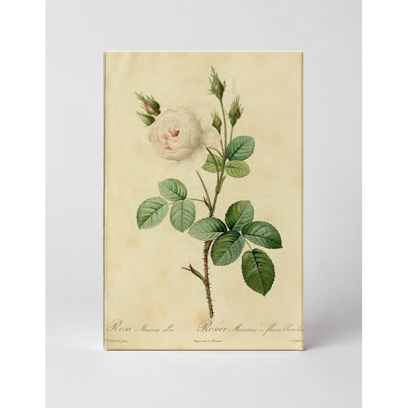 Rosa Muscosa Alba / Rosier Mousseux à Fleurs Blanches, 20" W x 16" H