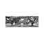 Brick Path Through Alley Of Oak Trees, Louisiana, New Orleans, USA - Wrapped Canvas Panoramic Print-10100525