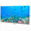 « colonie of maldives anemone fish », impression-29504834-34273198