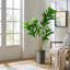 Arbre artificiel en pot moderne, Ficus lyrata, plante en soie, faux arbre d'extérieur-97704338-138916949