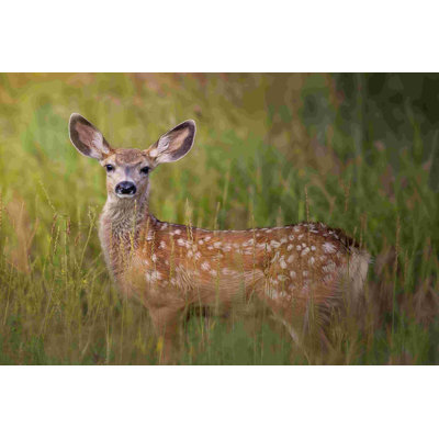 Deer Watch IV