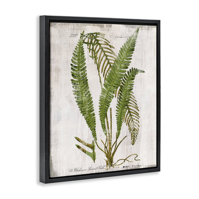  «Thin Fern Leaves Study», art mural encadré flottant par Susan Arnot, Cadre flottant noir de jais, H 21 po x l 17 po