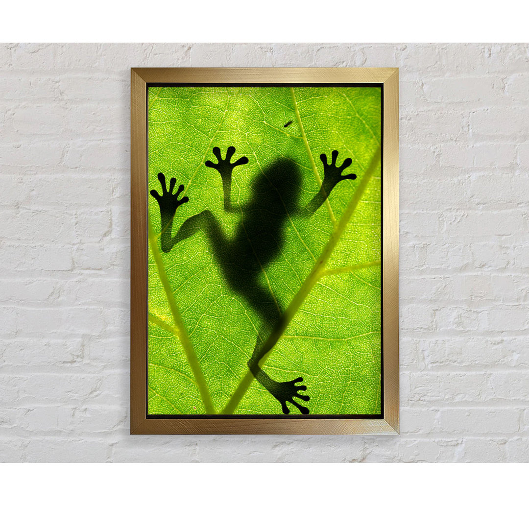 Frosch Schatten - Druck