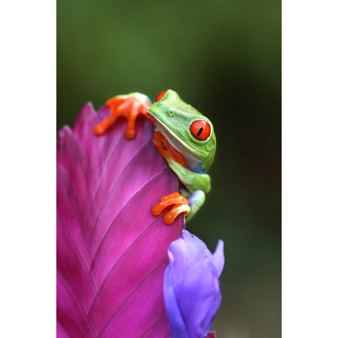 Rotäugiger Laubfrosch schaut über eine Blume