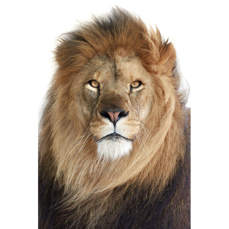 Lion (Panthera Leo) - Wrapped Canvas Print, 30cm H x 20cm W x 3.8cm D