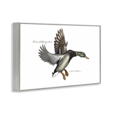 Giclée de canard colvert volant par Jadei