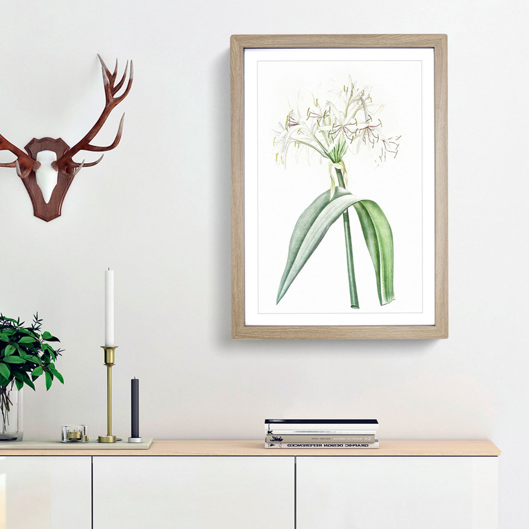 Florida Swamp Lily by Pierre-Joseph Redoute - Framed Print