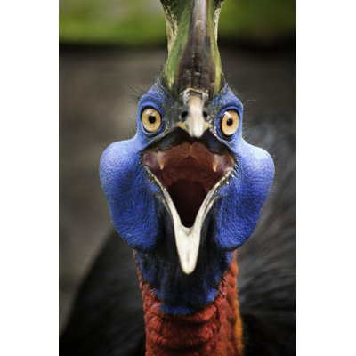 Angry Casuarius - Photographie sur toile tendue