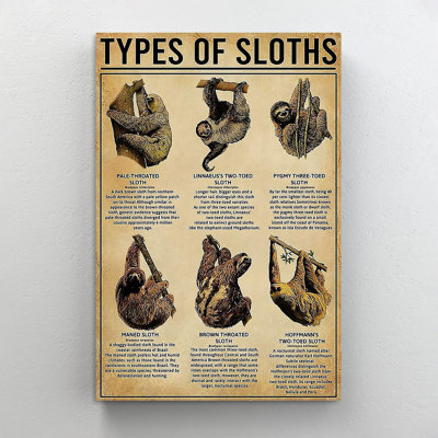«Sloth Types Of Sloths», reproduction d'art graphique sur toile tendue