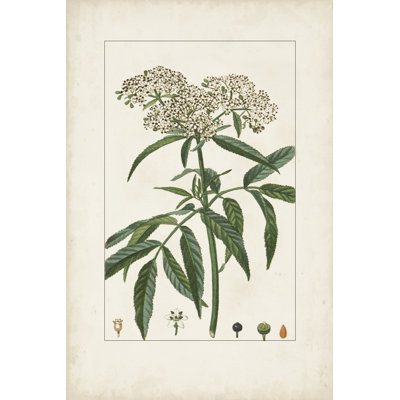 Antique Turpin Botanical VII by Turpin - Print on Canvas