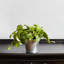 Plante ivy en pot pothos vine