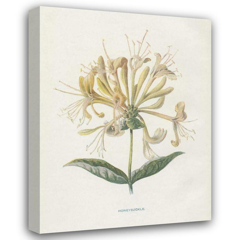 «Lark Manor ™ Babbitt», galerie d'art sur toile tendue Gwendolyn, «Honeysuckle», H 24 po x l 19 po