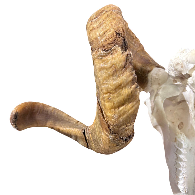 Trophy Size Real Ram Skull