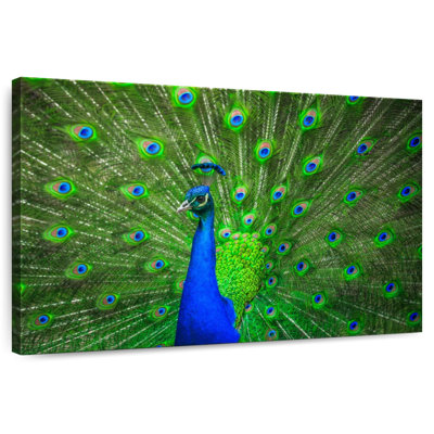 Brampt bleu paon éblouissant