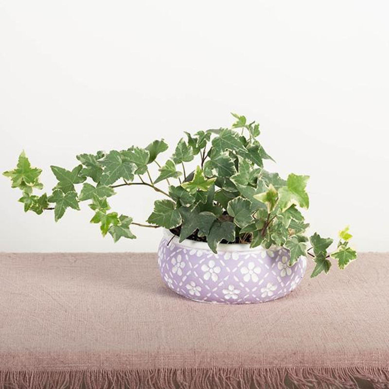 Boîte à fleurs lavande avec fleurs blanches