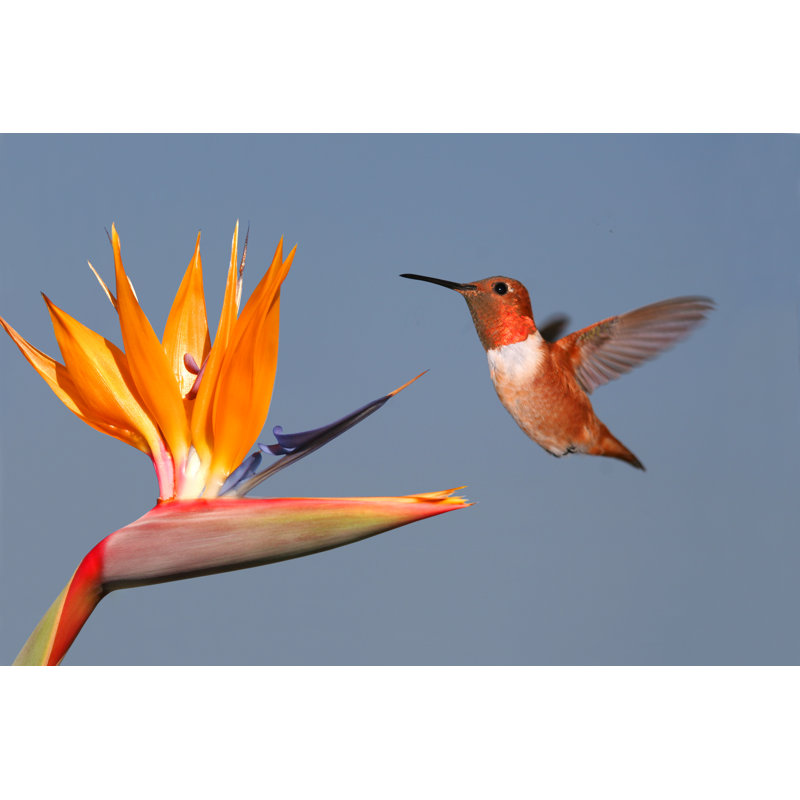 Hummingbird & Bird Of Paradise by NaturesDisplay - Wrapped Canvas Print, 30cm H x 46cm W