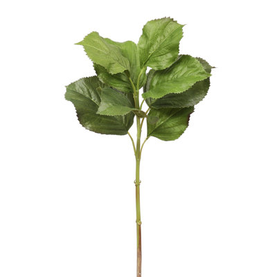 HYDRANGEA LEAF STEM