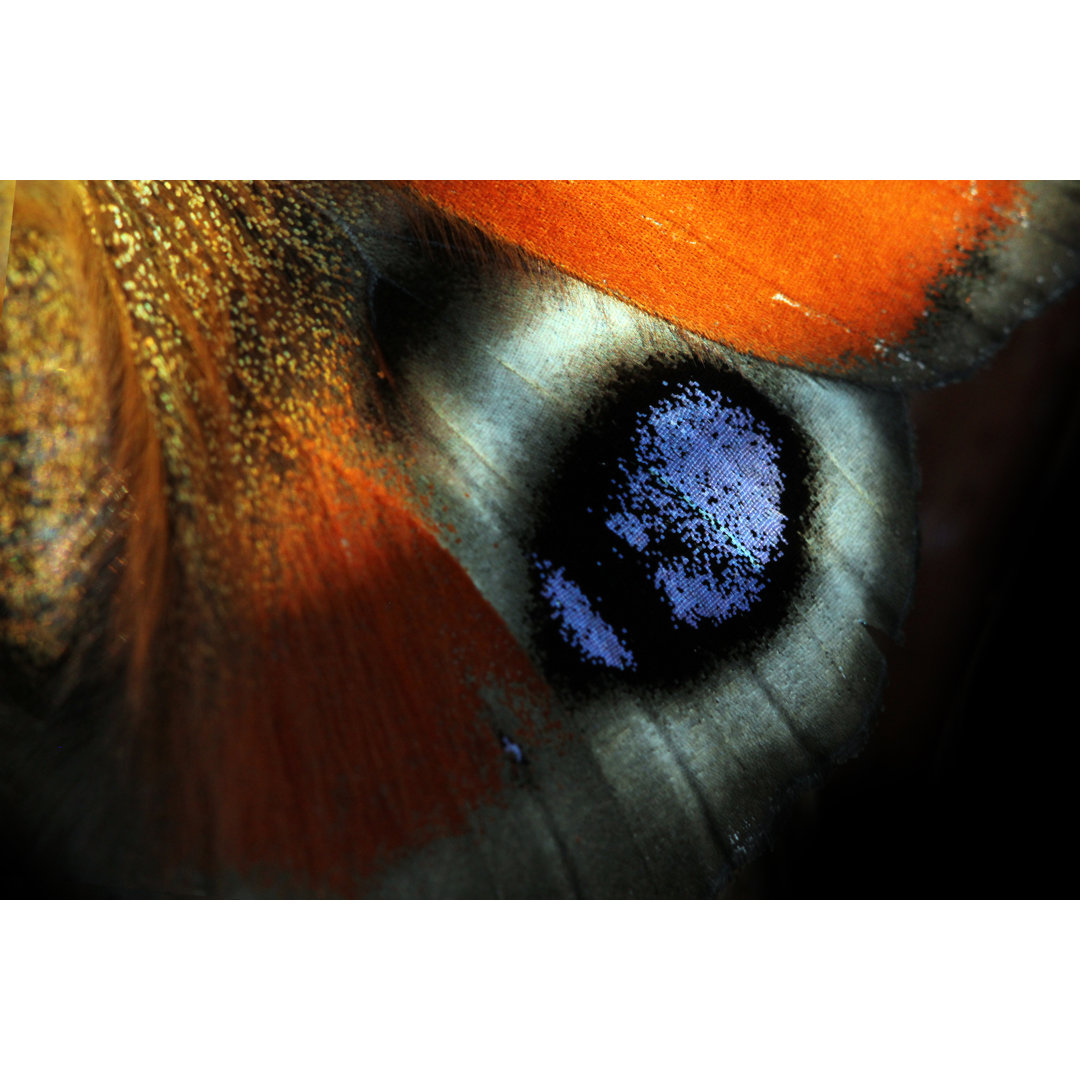 Schmetterling - Fotografie auf Leinwand