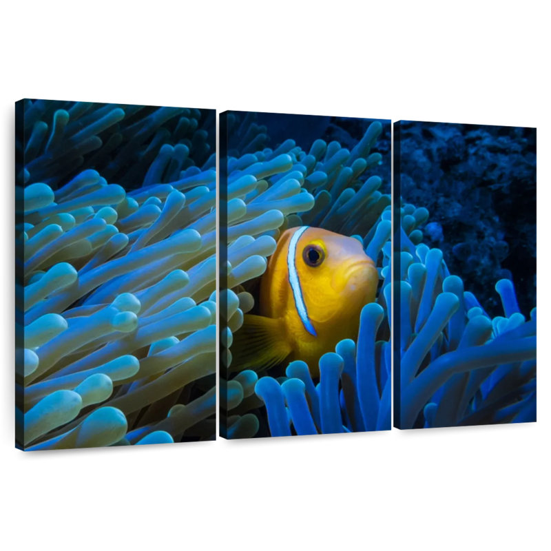 Brampt Lurking Clownfish, 20" H x 33" W