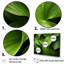 Ensemble de décoration murale Greenerys Gaze I - Plantes-107750015-107750010
