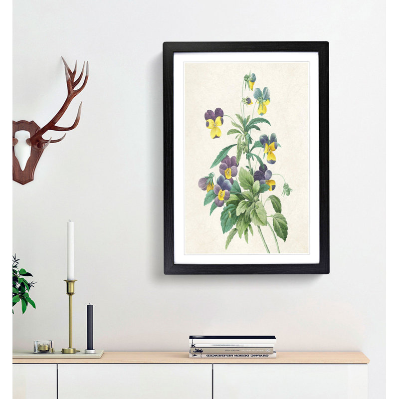 Wild Pansy Flowers by Pierre-Joseph Redoute - Framed Print, 48cm H x 36cm W x 2cm D, Black Framed