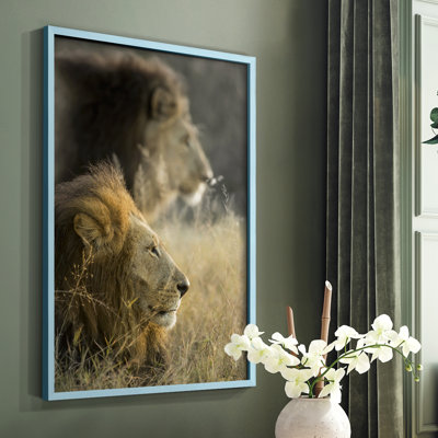 «Lions in Morning Sun», reproduction encadrée - bois massif