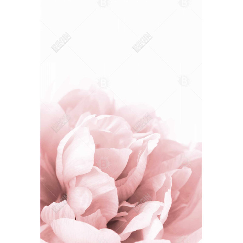 «Peony Flower Dream» sur toile