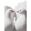 Couple de colombes