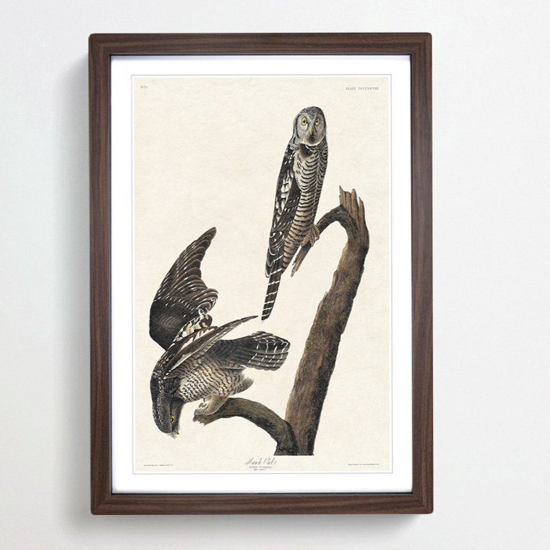 Hawk Owls by John Audubon - Picture Frame Painting Print, 65cm H x 48cm W x 2cm D, Walnut Framed