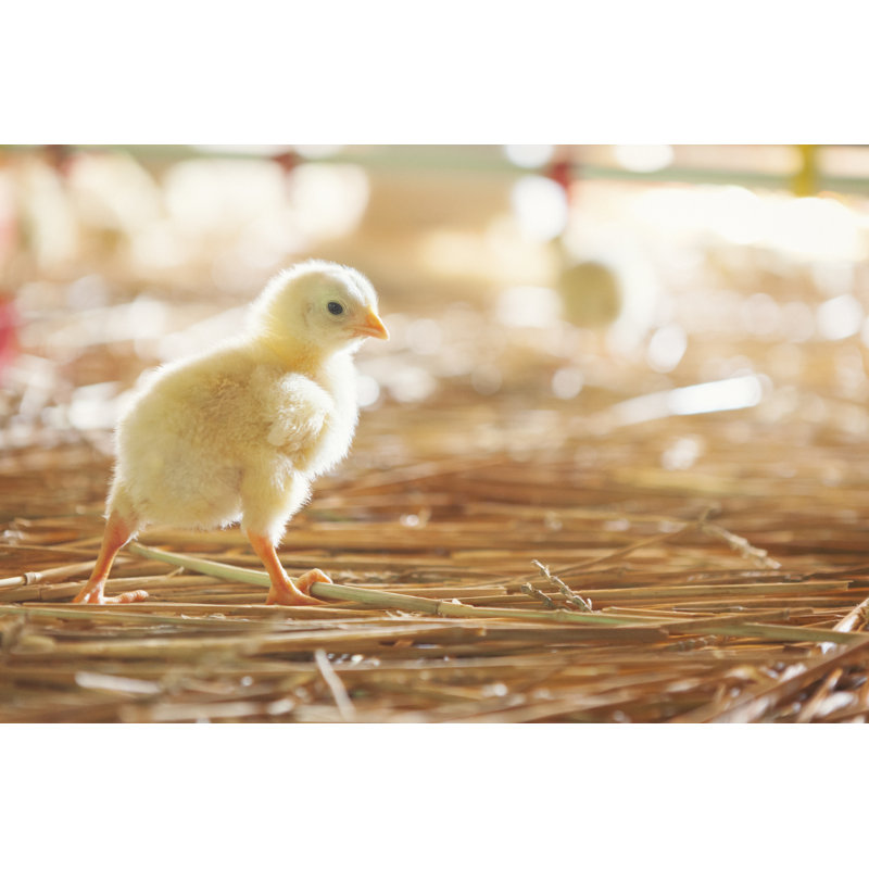 «Baby Chicken» par Danchooalex, H 20 po x l 30 po