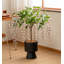 Jasmine qui pleure artificiellement, plante d'intérieur en pot-833100184-833100191