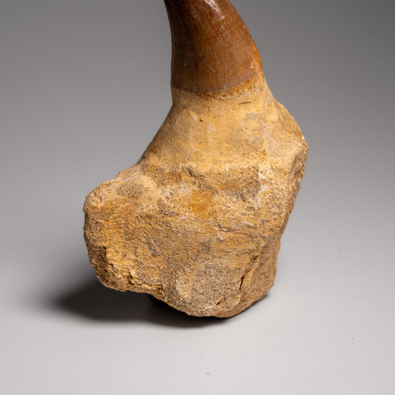 Genuine Mosasaur Tooth With Root From Morocco (135.2 Grams)