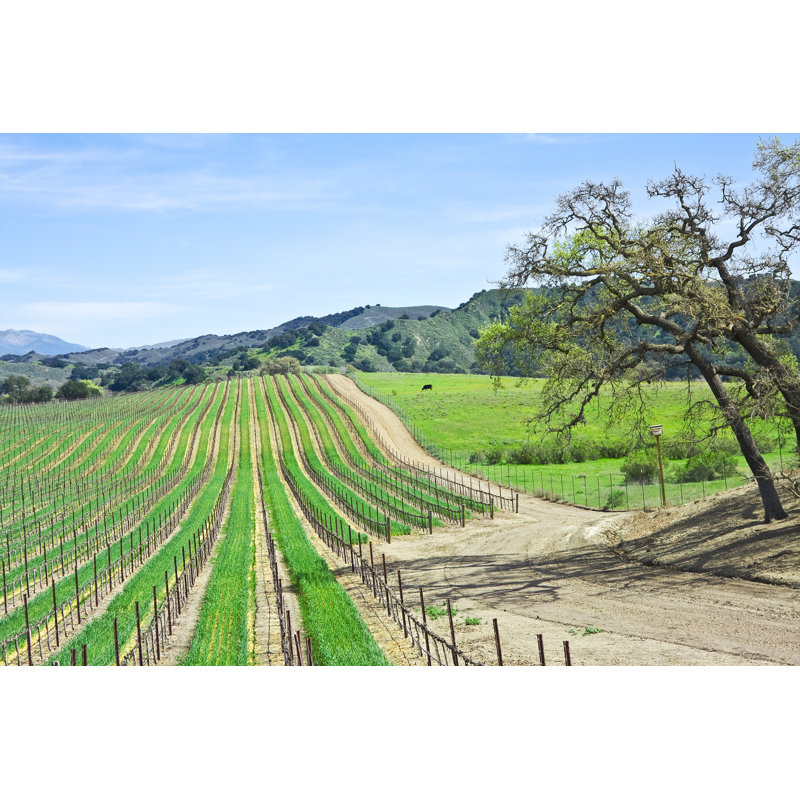 Boggess Vineyard - Wrapped Canvas Print, 51cm H x 76cm W x 3.8cm D