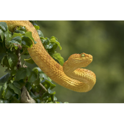 Venomous Bush Viper Snake by Mark Kostich - No Frame Print on Canvas