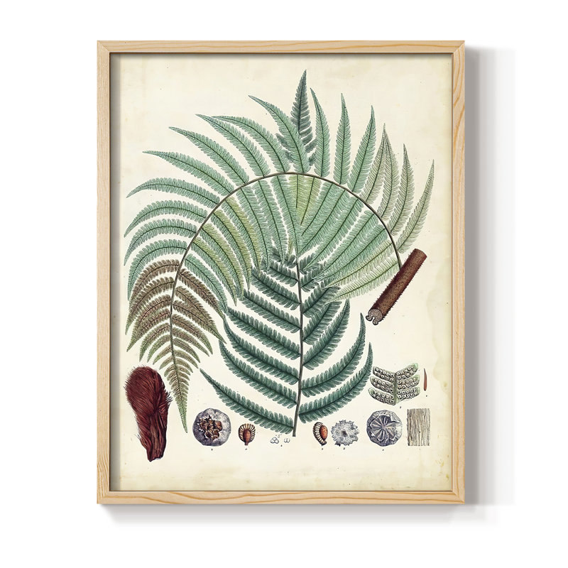 Collected Ferns I Framed Print - Solid Wood, Natural, 30" H x 24" W