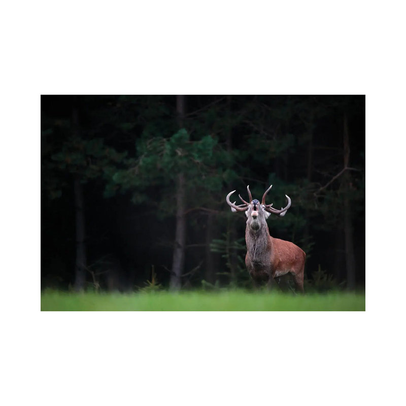 King Of The Forest by Mateusz Piesiak - Wrapped Canvas Print, 20.32 cm H x 30.48 cm W