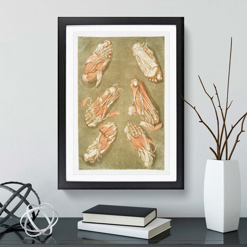 Anatomical Illustrations of the Foot by Gautier-Dagoty - Picture Frame Painting Print, 36cm H x 27cm W x 2cm D, Black Framed