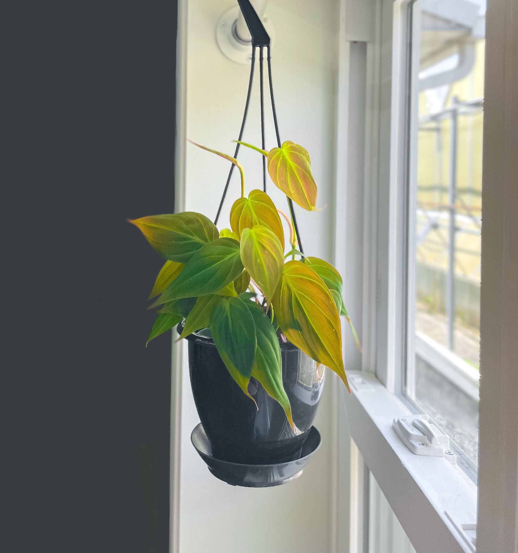 Wekiva Foliage Philodendron Micans Hanging Basket Live Plant in 4 in.  Hanging Pot Philodendron Micans Florist Quality Indoor 6L-6T7S-WBKA - The Home  Depot