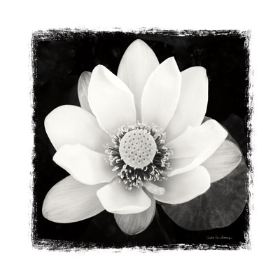 Fleur de lotus II