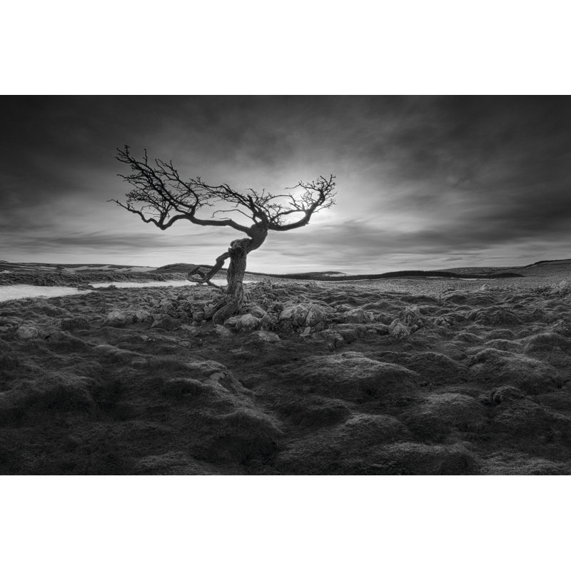 Lonesome by Martin Henson - Wrapped Canvas Print, 30cm H x 46cm W