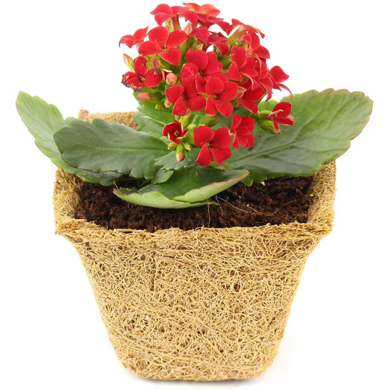 Dalary Pot Planter
