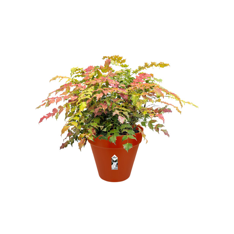 Pot Planter, Brique, 53.2cm H x 59cm W x 59cm D
