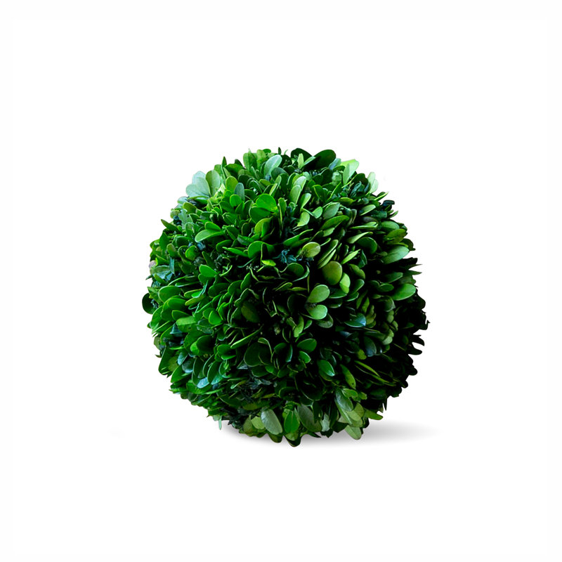 Boxwood Plant in, 6" H x 6" W x 6" D