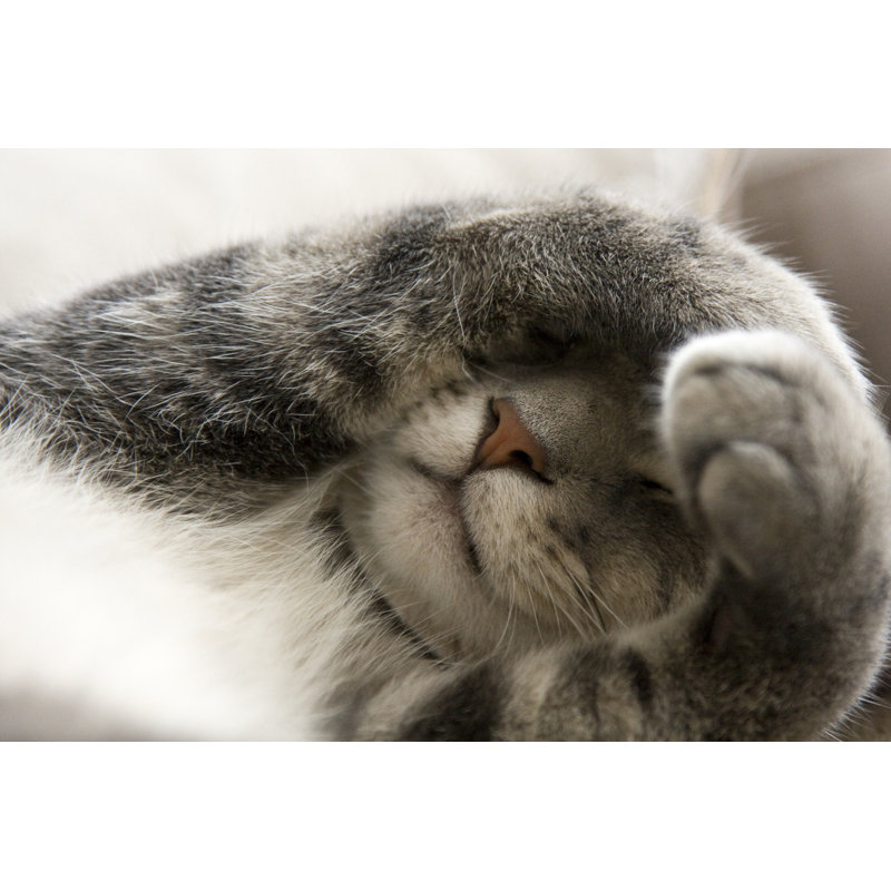 Shy Cat with Paws over Face - Photographie sur toile tendue, H 32 po x l 48 po